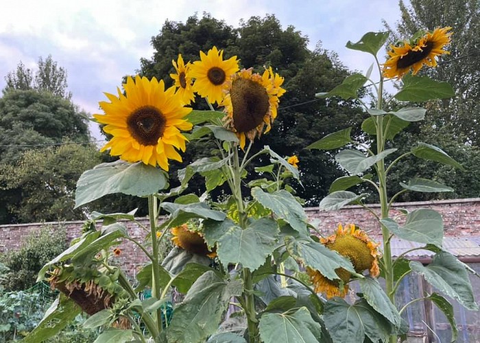 Sunflowers